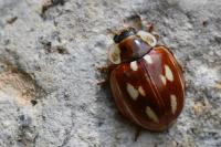 Myzia oblongoguttata