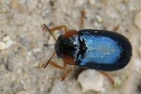 Smaragdina