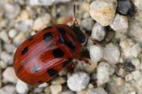Gonioctena decemnotata