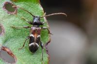 Poecilium alni