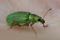 Polydrusus formosus
