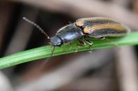 Athous vittatus