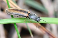Athous vittatus