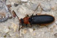 Denticollis linearis