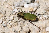Cicindela campestris