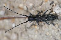 Saperda populnea