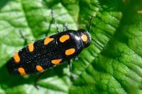 Ptosima undecimmaculata