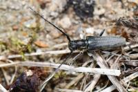 Phytoecia nigricornis