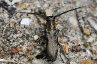 Phytoecia nigricornis