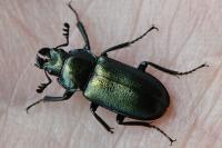 Platycerus caraboides