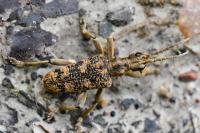 Rhagium sycophanta