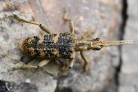 Rhagium sycophanta