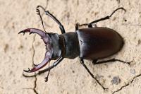 Lucanus cervus