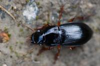 Harpalus latus