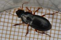 Harpalus latus
