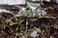 Rhagium sycophanta