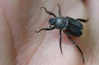 Hoplia philanthus