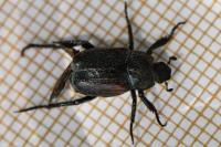 Hoplia philanthus
