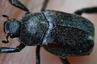 Hoplia philanthus
