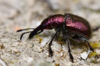 Rhynchites auratus