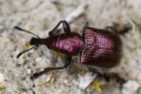 Rhynchites auratus