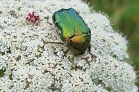 Cetonia aurata