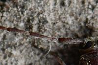 Exocentrus punctipennis