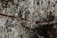 Exocentrus punctipennis