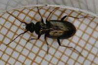 Loricera pilicornis