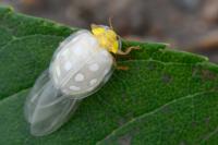 Halyzia sedecimguttata