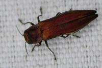 Agrilus sinuatus