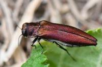 Agrilus sinuatus