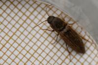 Agriotes lineatus