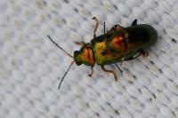 Crepidodera aurata