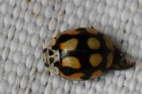 Adalia decempunctata