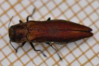 Agrilus sinuatus