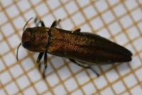 Agrilus sinuatus