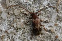 Exocentrus adspersus