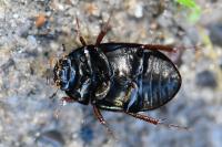 Hydrobius fuscipes