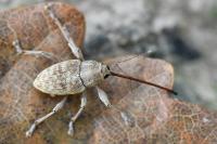 Curculio elephas