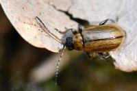 Lochmaea suturalis