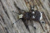 Platystomos albinus
