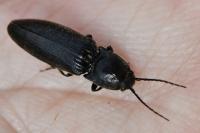 Hemicrepidius hirtus