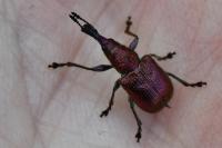 Rhynchites auratus