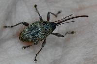 Curculio glandium