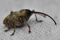 Curculio glandium