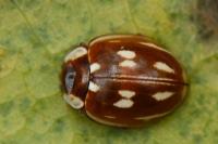Myzia oblongoguttata