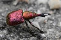 Rhynchites auratus