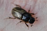 Melinopterus prodromus