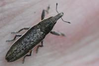 Lixus juncii